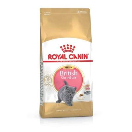 Royal Canin British Shorthair Kitten sausas maistas Britų trumpaplaukių veislės kačiukams, 10 kg Royal Canin - 1