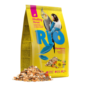 RIO аренда для...